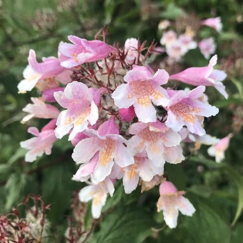 trumpet-shaped, smooth, Rosy-pink-orange-white blossoms with red-brown branches