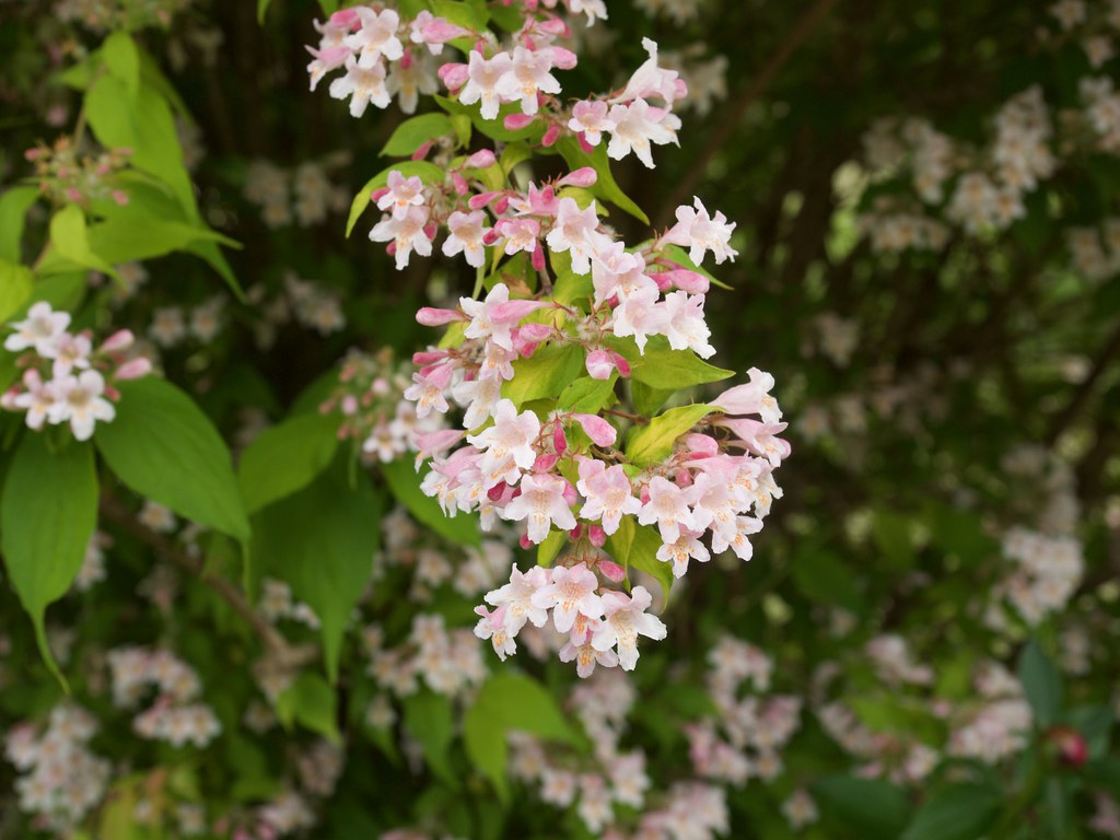 clusters of pink-white small flowers with yellow-green small leaves