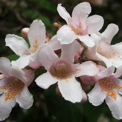 a profusion of soft-pink-white-orange flowers