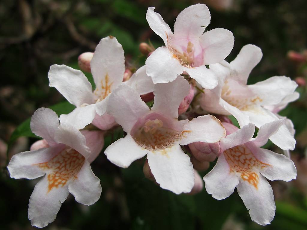 a profusion of soft-pink-white-orange flowers