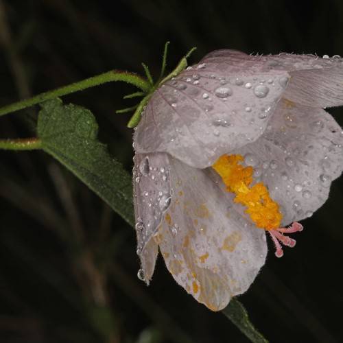 white-pink, hibiscus-like flower with yellow spadix, green sepal and stem