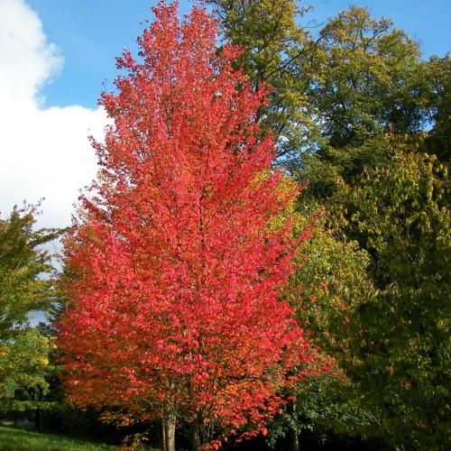Red crown with brown stems and branches.