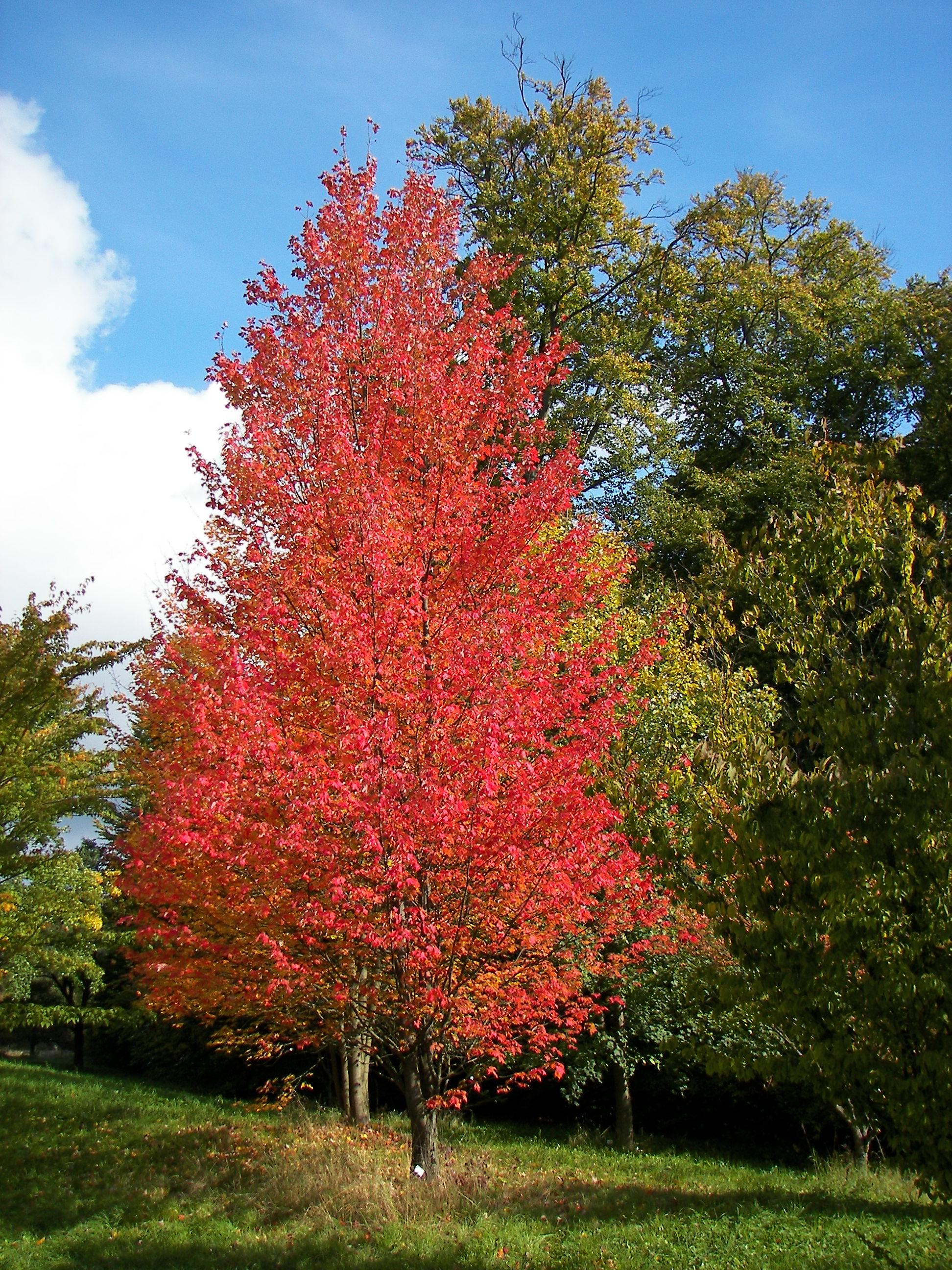 red leaves on dark-brown branches and trunk