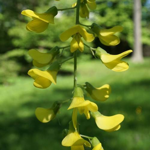 long, drooping clusters of shiny, bright yellow flowers with green sepals, and green stems