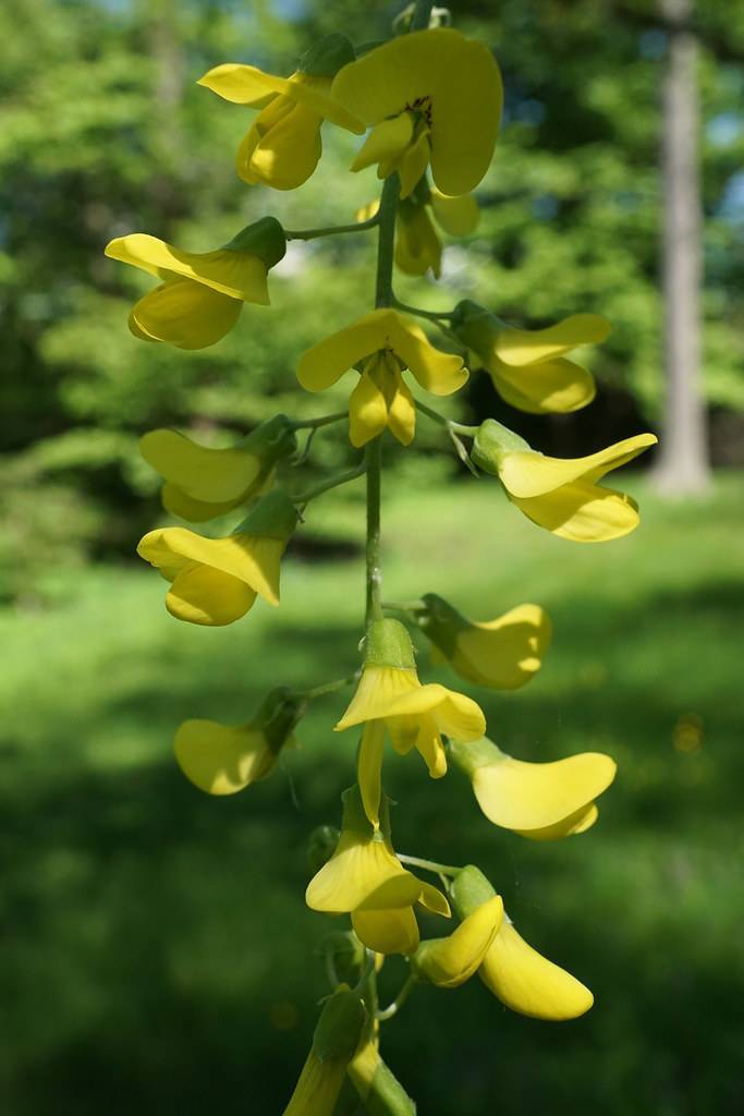 long, drooping clusters of shiny, bright yellow flowers with green sepals, and green stems