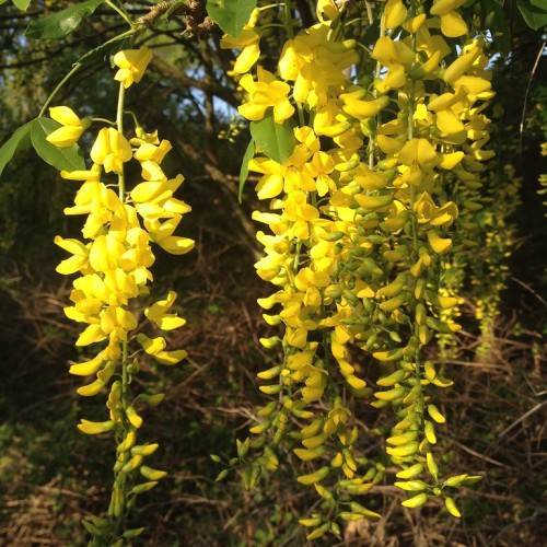 long, drooping clusters of bright yellow flowers with yellow-green stems, and small, green leaves