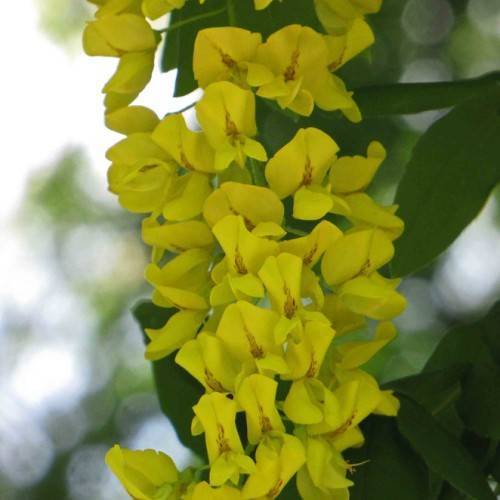 cluster of small, pea-like, bright-yellow flowers with green, lanceolate leaves