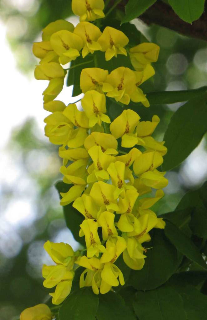 cluster of small, pea-like, bright-yellow flowers with green, lanceolate leaves