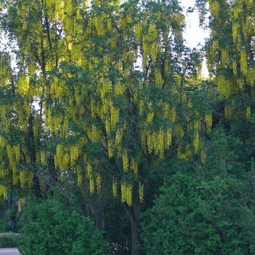A tree with dark-brown trunk, merging into multiple dark-brown branches that are filled with dark-green leaves and yellow flowers.