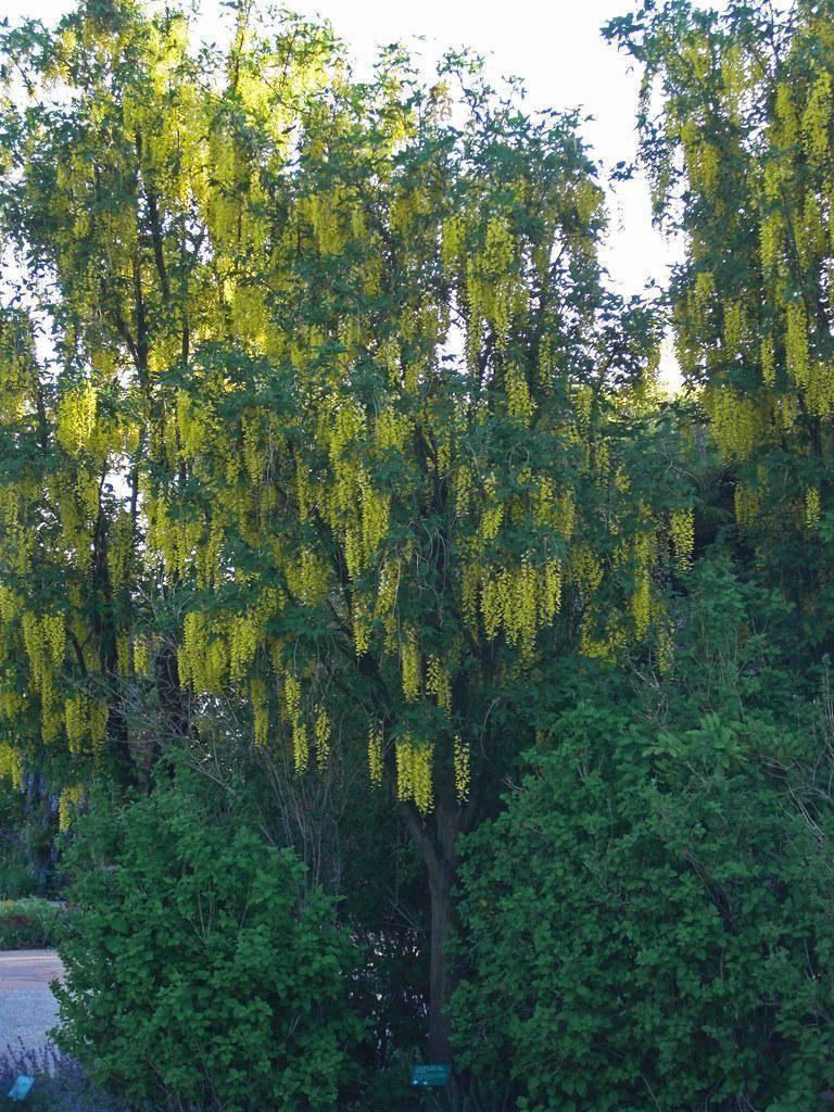 A tree with dark-brown trunk, merging into multiple dark-brown branches that are filled with  dark-green leaves and yellow flowers.