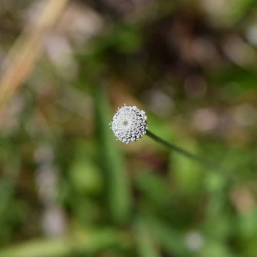 globe-like, sliver-white, small flower with green stem