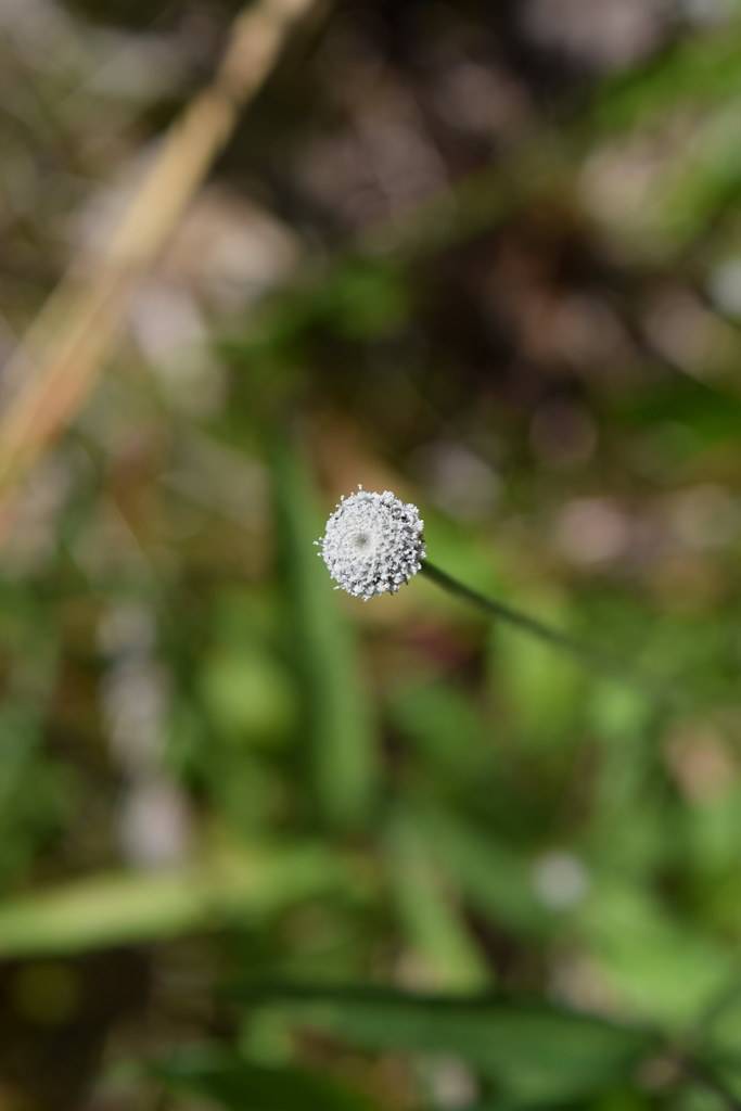 globe-like, sliver-white, small flower with green stem