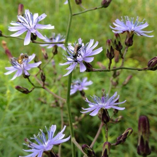 daisy-like, lavender-blue flowers with prominent, light-blue stamens, violet-green buds, smooth, green stems, and violet-green sepals