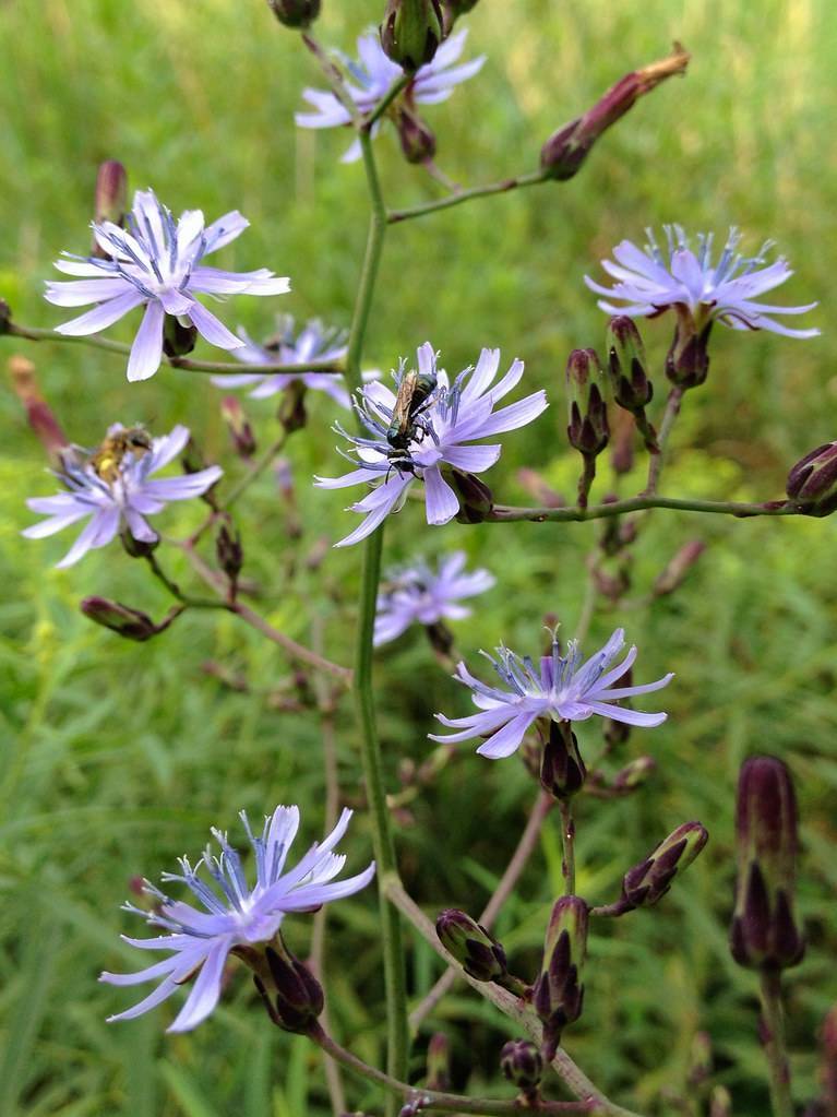 daisy-like, lavender-blue flowers with prominent, light-blue stamens, violet-green buds, smooth, green stems, and violet-green sepals