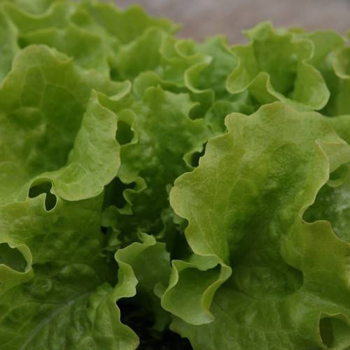 kelly-green, shiny, ruffled leaves