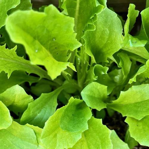 shiny, green, lobed, ovate-shaped leaves