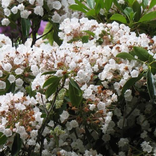 White flowers with brown center, green leaves, yellow midrib, yellow blades, lime stems and brown stems