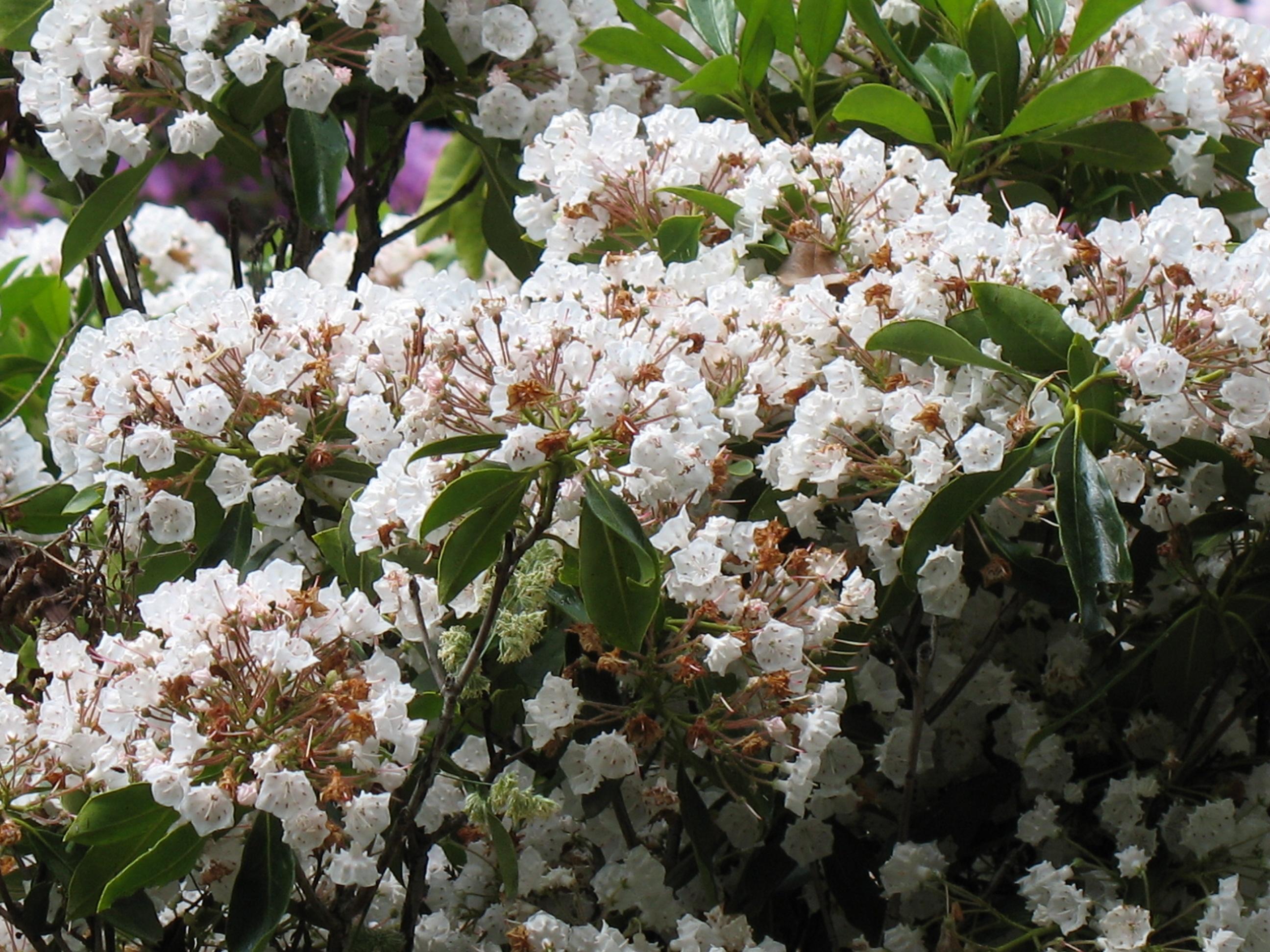 White flowers with brown center, green leaves, yellow midrib, yellow blades, lime stems and brown stems