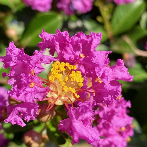 Magenta flower with beige center and filaments, scarlet style, yellow anthers and yellow stigma.