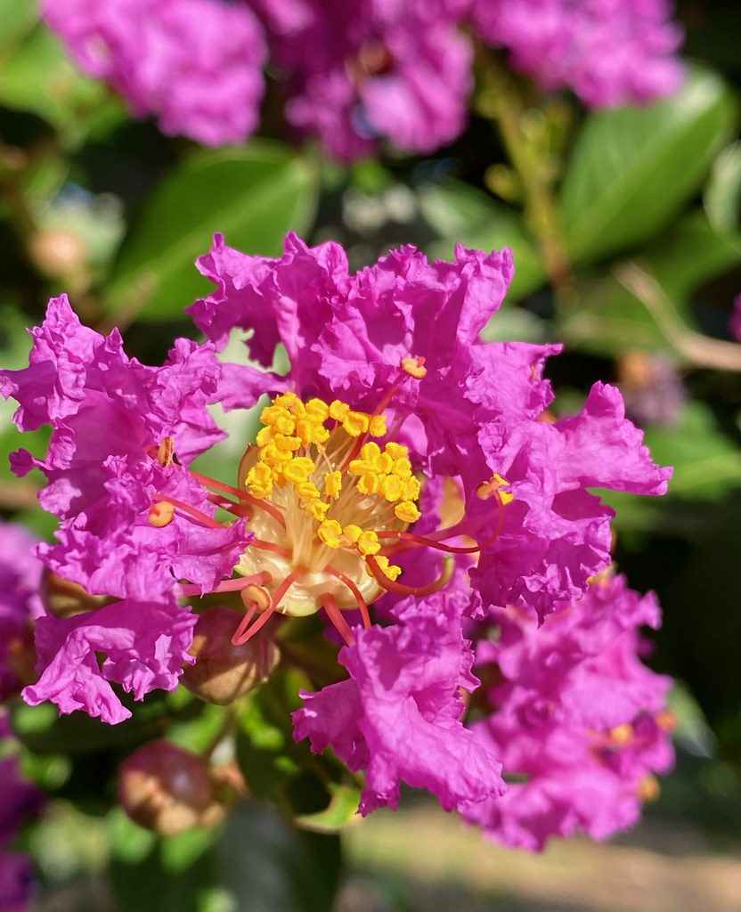 royal-purple, ruffled flower with orange stamens and  green, shiny leaves