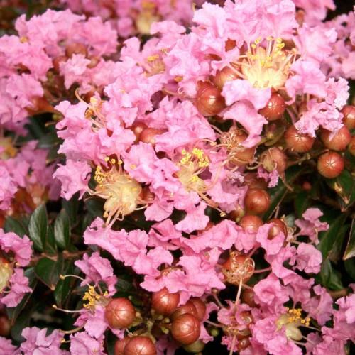 Pink flowers with beige center brown stigma, beige-white style, yellow anthers beige filaments, brown buds, brown stems, pink petiole, green leaves brown midrbibs and blades