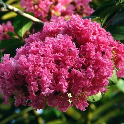 dark-pink flowers with green leaves on a brown stem