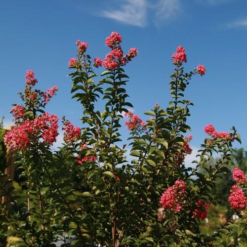 Pink flowers with beige buds, green leaves and brown stems