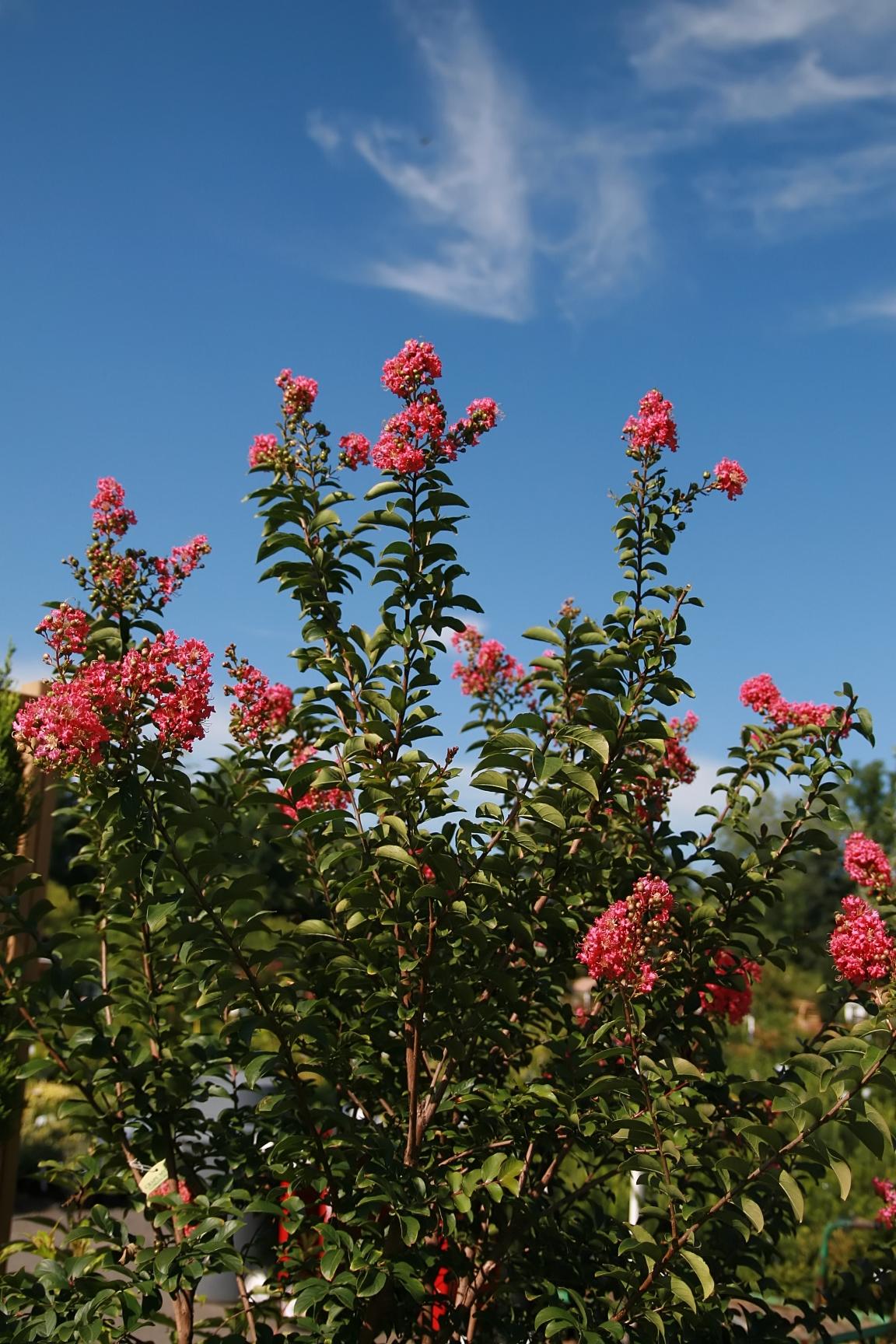 Pink flowers with beige buds, green leaves and brown stems