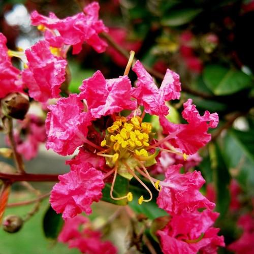 Pink flower with yellow center, green stigma, yellow-pink style, yellow anthers, beige filaments, green leaves and brown stems.