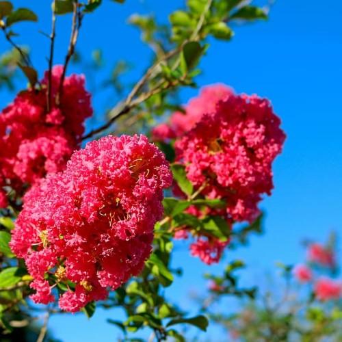 Pink flowers with yellow stigma, yellow style, yellow stamen, green leaves and yellow stems.