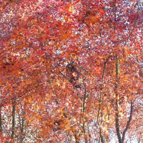 red-orange leaves with brown branches and trunks