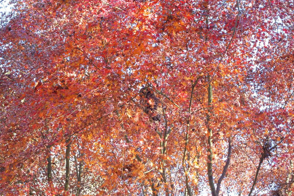 red-orange leaves with brown branches and trunks