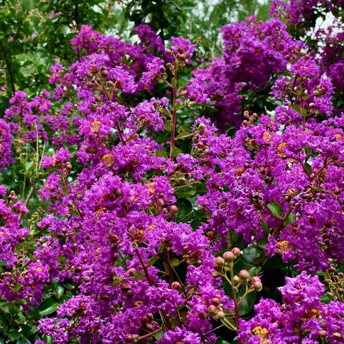 Magenta flower with burgundy-lime buds, green leaves, yellow midrib and veins, burgundy stems and branches, yellow stamen.