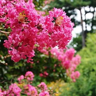 Magenta flowers with yellow stigma, yellow style, yellow stamen, and yellow stems.