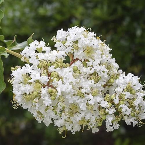 White flowers with lime-yellow center, yellow stigma, yellow style, yellow stamen, lime-yellow buds, brown stems, yellow branches, green leaves, yellow midrib and veins.