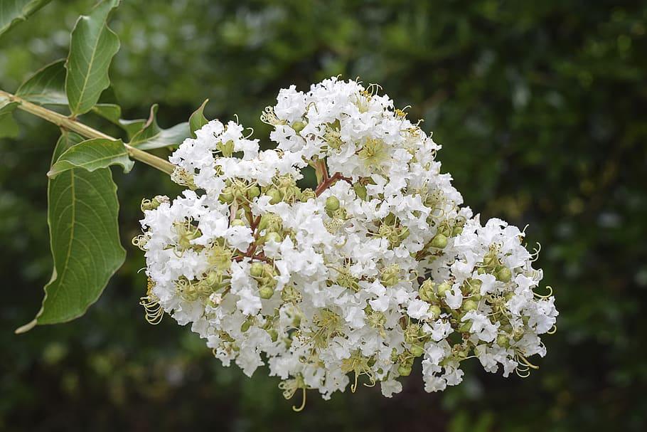 White flowers with lime-yellow center, yellow stigma, yellow style, yellow stamen, lime-yellow buds, brown stems, yellow branches, green leaves, yellow midrib and veins.