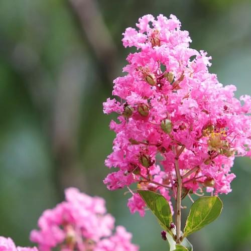 Magenta flower, pink stigma, pink style, yellow stamen, olive buds, brown stems, green leaves, yellow veins and midrib.