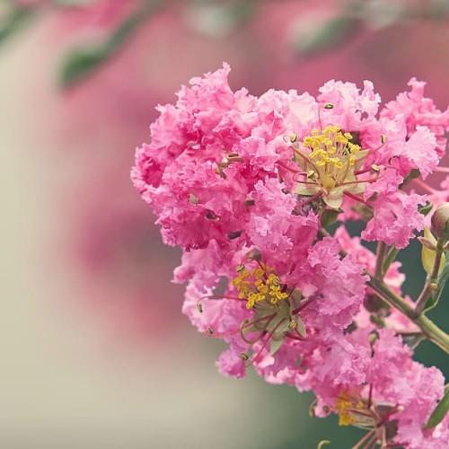 Magenta flower with beige center, yellow-black stigma, pink style, yellow stamen, dark-pink buds, yellow-brown stems and green leaves.