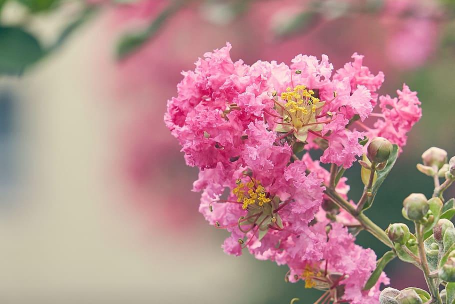 Magenta flower with beige center, yellow-black stigma, pink style, yellow stamen, dark-pink buds, yellow-brown stems and green leaves.