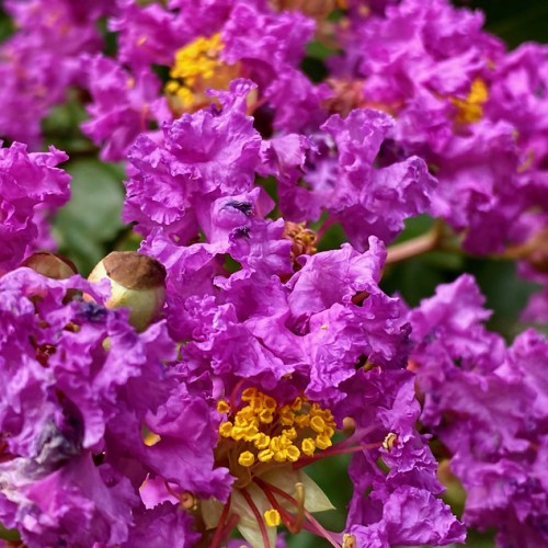 Magenta flower with beige center and filaments, scarlet style, yellow anthers and yellow stigma.