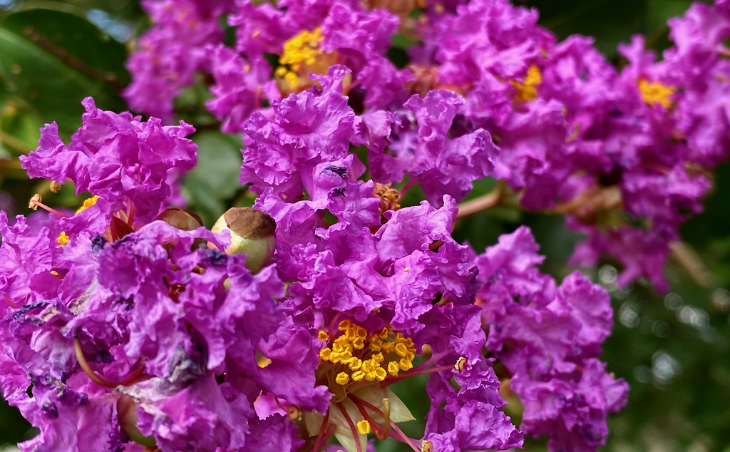 clusters of small, shiny, violet, ruffled flowers with orange-yellow stamens with green leaves
