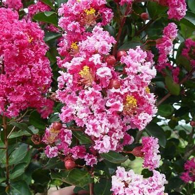 clusters of small, whitish-pink, ruffled flowers with long, yellow stamens, brown, woody stems, and dark-green, smooth leaves