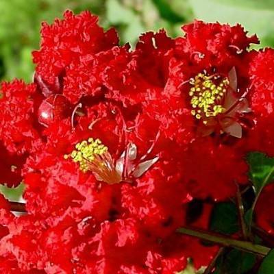 bright-red, shiny flowers with ruffled, red petals, yellow, long stamens, and reddish-green stems with green leaves