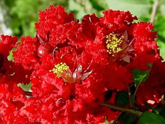 bright-red, shiny flowers with ruffled, red petals, yellow, long stamens, and reddish-green stems with green leaves