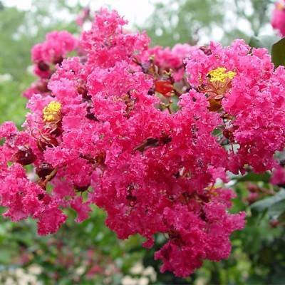 cluster of shiny, pink, small, ruffled flowers with yellow stamens with green leaves