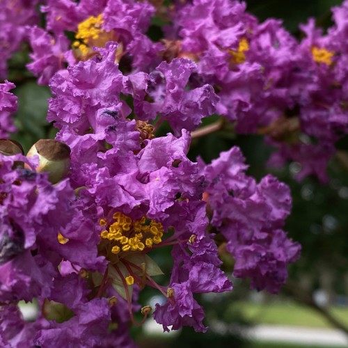 Magenta flower with burgundy style, yellow-brown stigma, yellow anthers.
