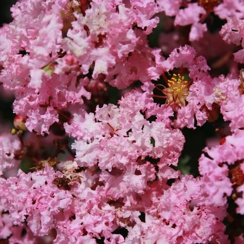 Magenta-white flower with beige center, burgundy  stigma, burgundy style and yellow stamen,