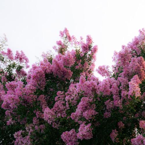 Magenta flower with yellow center, green leaves, yellow stems and brown branches.