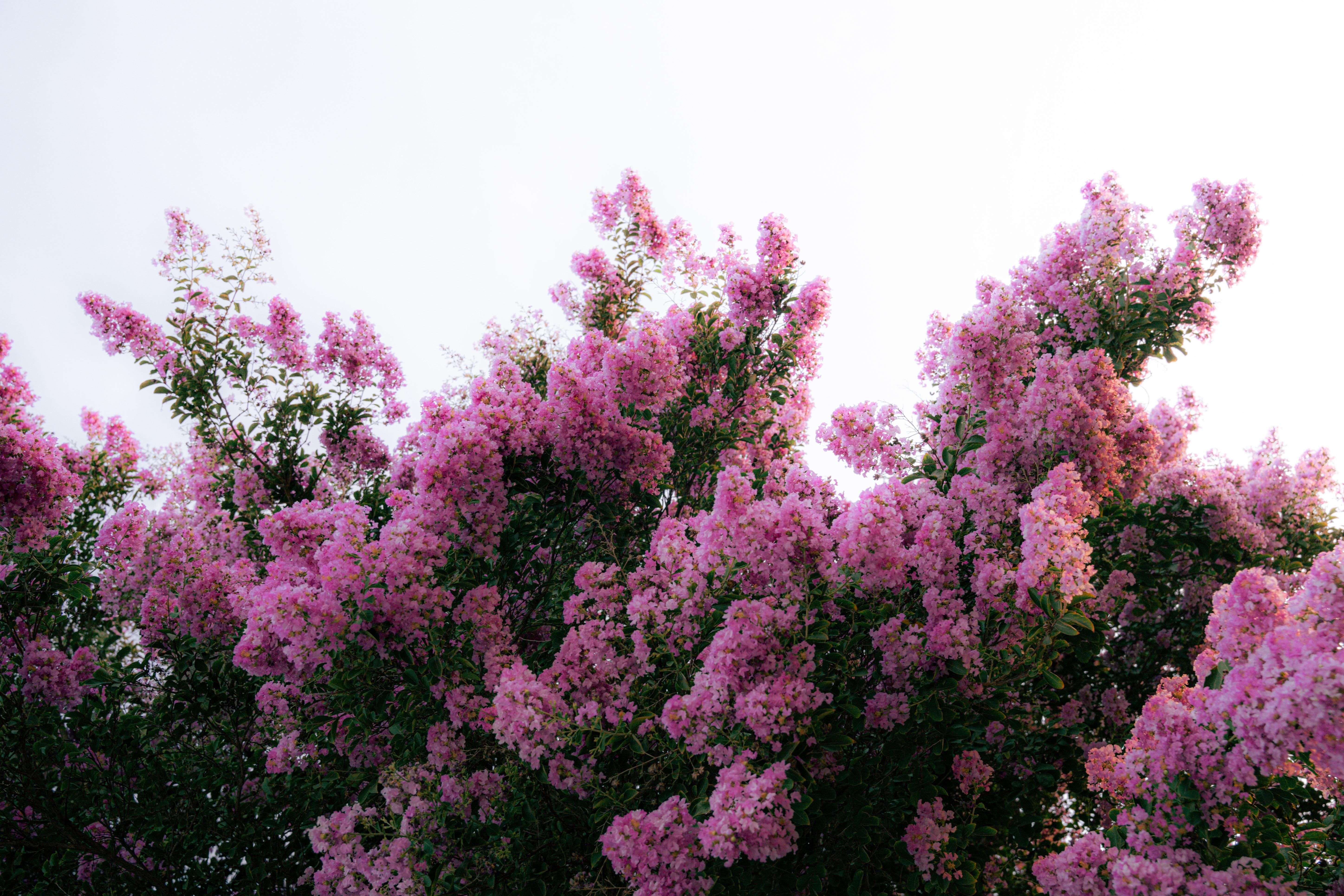 Magenta flower with yellow center, green leaves, yellow stems and brown branches.