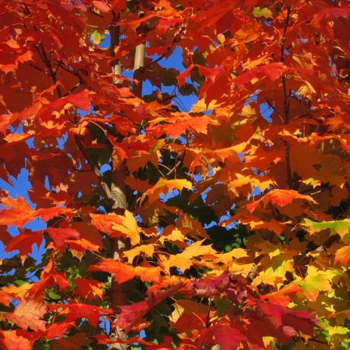 yellow-red leaves with pink petioles and brown branches